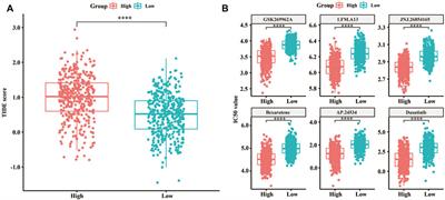 Lipid metabolism characterization in gastric cancer identifies signatures to predict prognostic and therapeutic responses